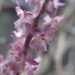 Rhipidoglossum rutilum Flower