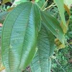 Miconia dolichorrhyncha Leaf