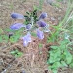 Scutellaria integrifolia Цвят