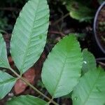 Spondias dulcis Leaf