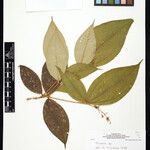 Miconia aliquantula 葉