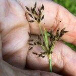 Fimbristylis autumnalis Frutto