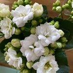 Kalanchoe blossfeldiana Poelln.പുഷ്പം