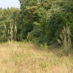 Tripidium ravennae Habit