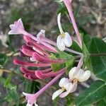 Lonicera implexa花