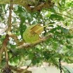 Kigelia africana Çiçek