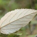 Dombeya ferruginea Cav.Outro