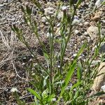 Symphyotrichum subulatum Хабит