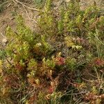 Limnophila sessiliflora Hábito