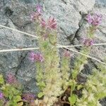 Stachys marrubiifolia 花