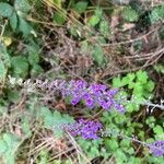 Linaria purpurea Kukka