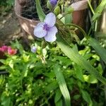 Tradescantia ohiensis花