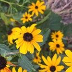 Rudbeckia fulgidaLorea