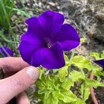 Petunia spp. Flors