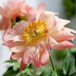 Paeonia mascula പുഷ്പം