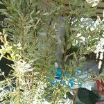 Acacia fimbriata ഇല