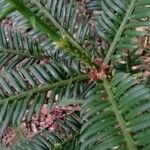 Taxus baccata Φύλλο