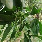 Acacia mangium Плод