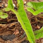 Ipomoea mombassana Leaf