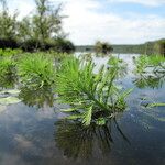 Myriophyllum aquaticum Habit