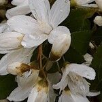 Deutzia gracilis Blomst