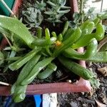 Glottiphyllum linguiforme Fuelha