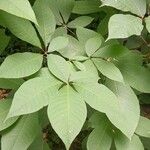 Aesculus parviflora পাতা