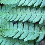 Osmundastrum cinnamomeum Leaf