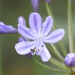 Agapanthus campanulatus Fiore