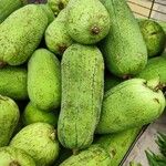 أنواع غير معروفةFruit