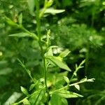 Symphyotrichum cordifolium Blad