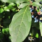 Viburnum tinus Blatt