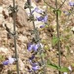 Salvia alamosana Flor