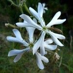 Silene bupleuroidesFlower