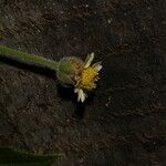 Tridax procumbens Kwiat