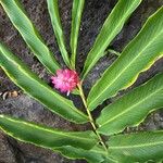 Alpinia purpurataKwiat