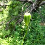 Lilium carniolicum Bloem