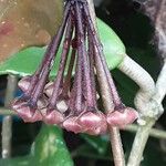 Hoya carnosa Flor