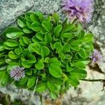 Globularia incanescens List