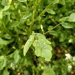 Rorippa nasturtium-aquaticum Leaf