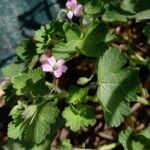 Geranium rotundifolium Hábito