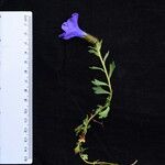 Cyananthus lobatus Ďalší