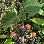 Rubus vestitus Blatt