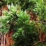 Sequoiadendron giganteum Blad