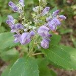 Scutellaria incana Blüte