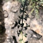 Ruta angustifolia Jani