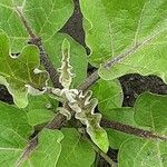 Solanum melongena Leaf