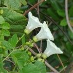 Decalobanthus peltatus Flower