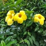 Allamanda cathartica পাতা