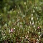 Carex pauciflora Hábito